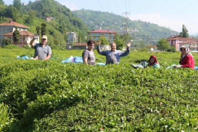 ÇAY VE FINDIK İŞÇİLERİ VAKALARI ARTIRIYOR