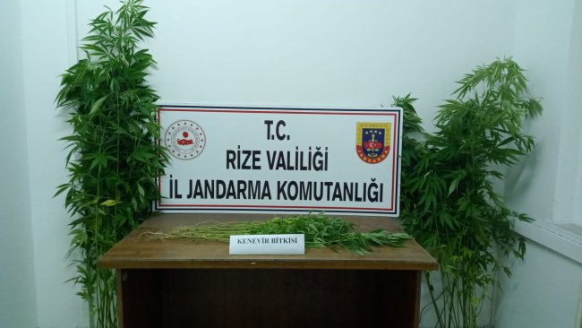 Kenevir ele geçirildi