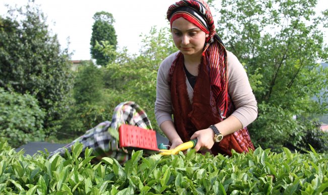 Çay üreticisi taban fiyatı bekliyor