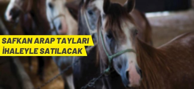 Safkan arap tayı satış ihalesi