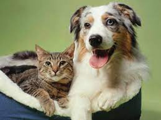 Sahipli köpek ve kedilere kimlik