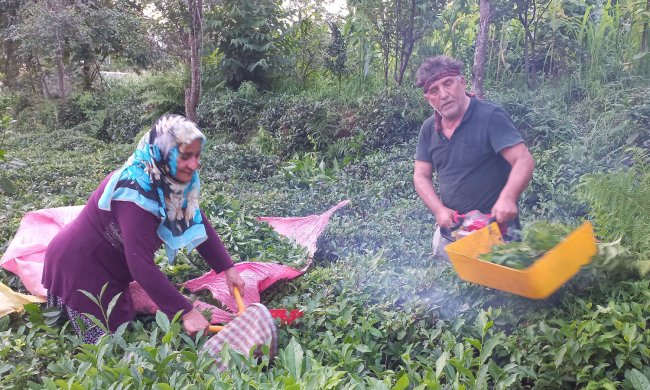 Çaykur 152 Bin ton çay aldı