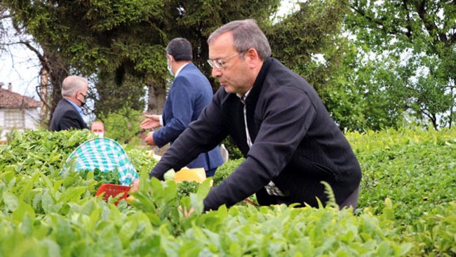 ÇAYKUR ÇAY SATIŞINI ARTIRIYOR