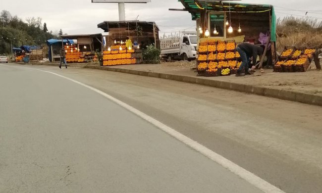 Rize mandalinası ilgi görüyor