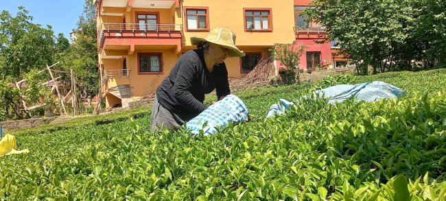 Rize’ye çay nedeniyle göç başladı