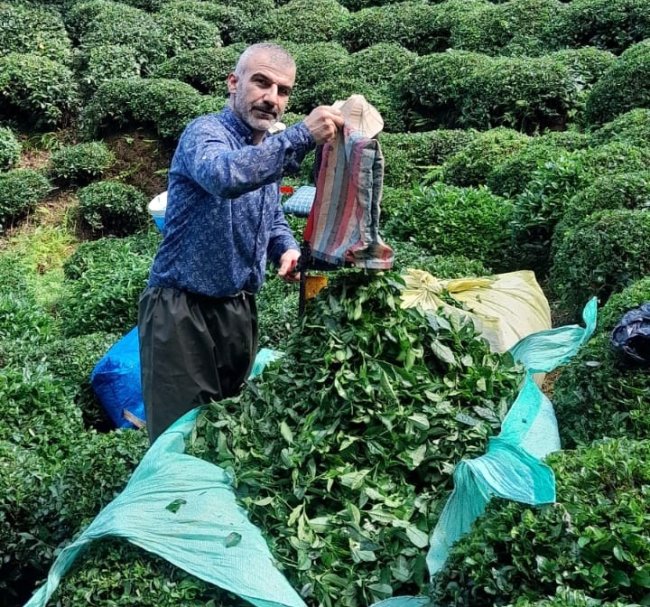 “ YAŞ ÇAY FİYATINI DÜZELTİN “