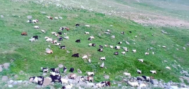 YAYLALAR HAYVANLARLA ŞENLENDİ