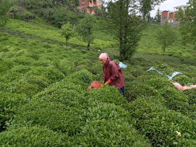 2025 Yılı Yaş Çay Alım Fiyatı Açıklandı