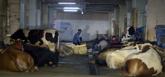 Boğaz Mahallesi'nde Kurbanlık Satış Yeri Hizmette