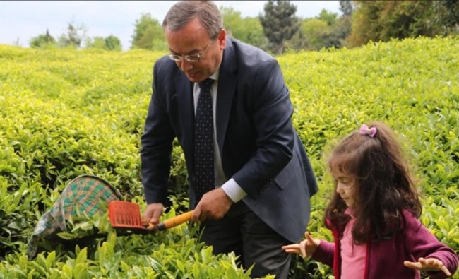 ÇAYKUR YAŞ ÇAY ALIMLARINI SÜRDÜRÜYOR