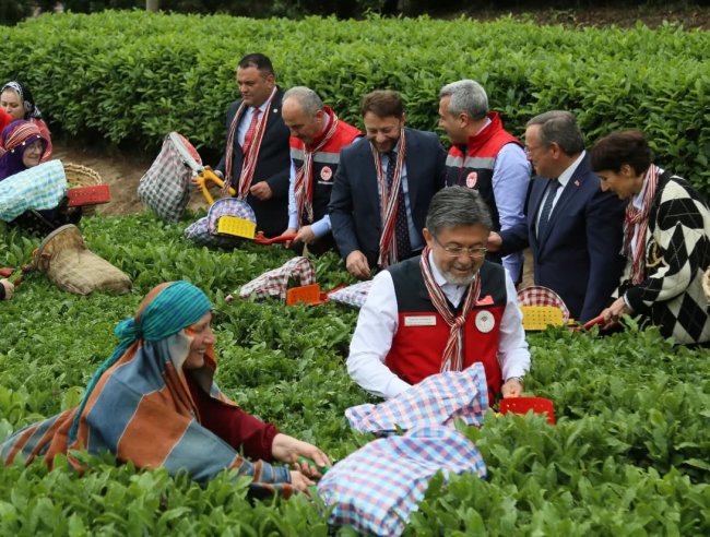 YUMAKLI” 1 MİLYON 300 BİN TON REKÖLTE BEKLİYORUZ”