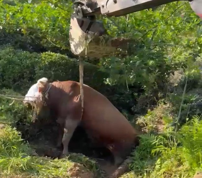 BAĞINI KOPARDI, ÇUKURDAN VİNÇ İLE ÇIKARILDI