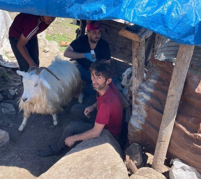 KÜÇÜKBAŞ HAYVANLARDA ÇİÇEK AŞISI SÜRÜYOR