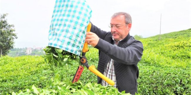 ÇAY DA GÜNLÜK ALIMLAR KAPASİTEYİ AŞTI