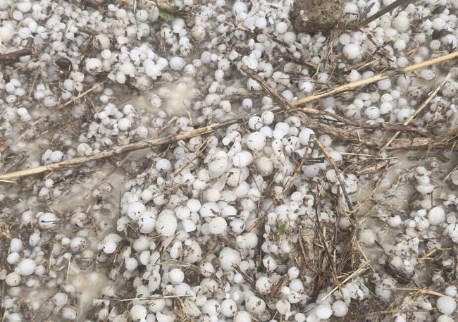 Rize’de yüksek kesimlerde dolu yağışı