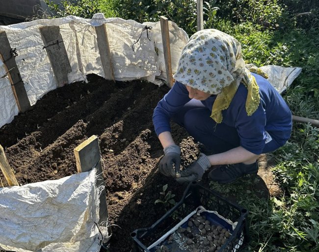 Rize ”de Salep Üretimi Deneme Ekimleri Yapılıyor
