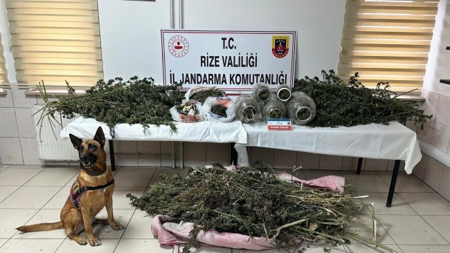 JANDARMA’DAN KENEVİR OPERASYONU