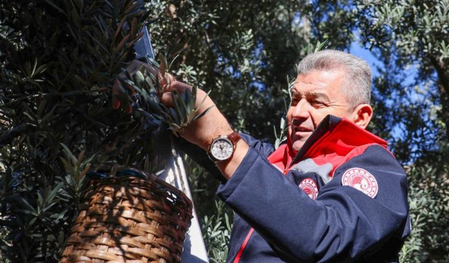 YUSUFELİ İLÇESİNDE BUTKO ZEYTİN HASADI BAŞLADI