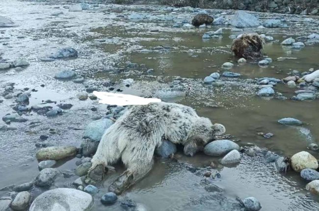 Ardeşen’de Fırtına Deresi’nde Ölü Ayı Bulundu
