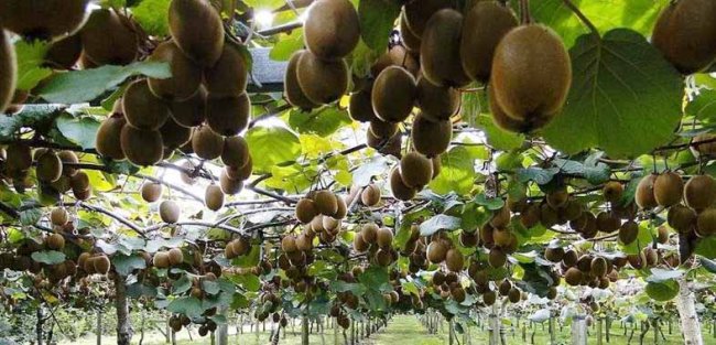 ARDEŞEN’DE KİVİ FİYATLARI BELİRLENDİ