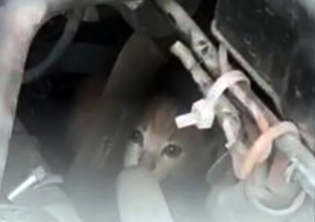 KÖPEKLER ARACI SARINCA KEDİLER ORTAYA ÇIKTI