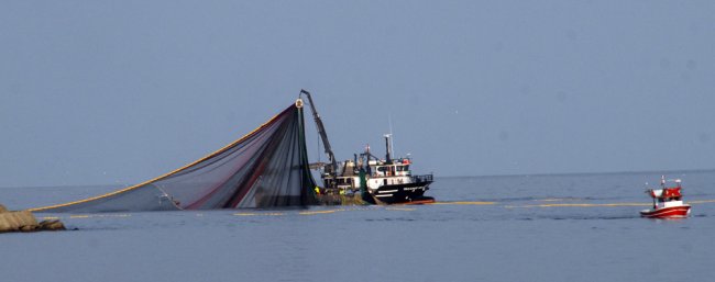 HAMSİ SAHİLE YAKLAŞTI