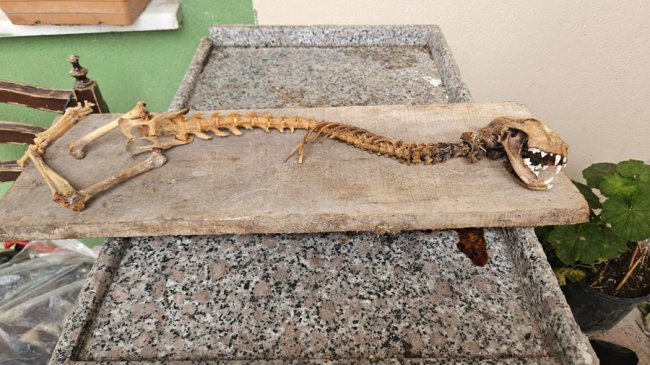 HANGİ HAYVANA AİT ARAŞTIRILIYOR