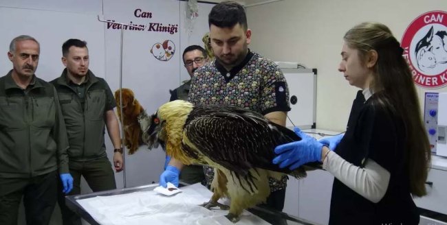 TEDAVİ EDİLEN AKBABA DOĞAYA SALINDI