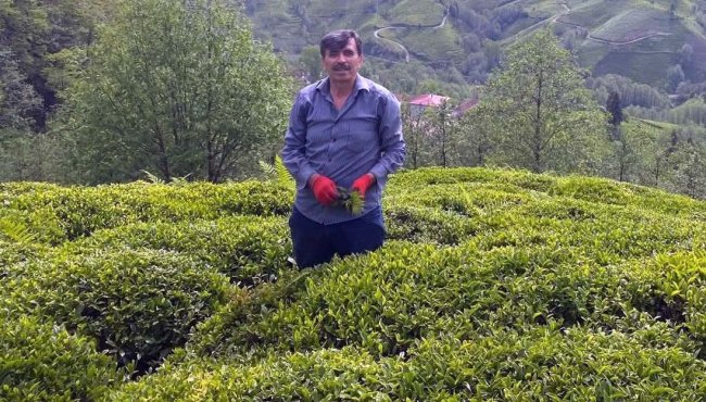 AKMAN “ÇAY BAHÇELERİNDE GÜBRELEME ve BAKIM ZAMANI “