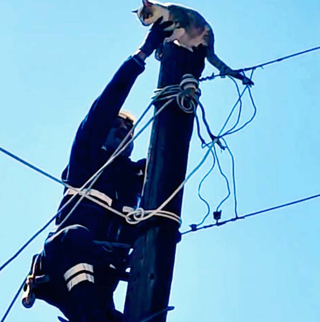 Direğin Tepesindeki Minik Can İçin Zamanla Yarış: