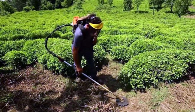 HAVALAR AÇINCA ÇAY ÜRETİCİSİ BAKIMA GİRDİ