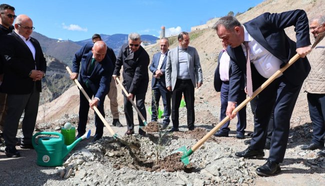 Artvin'de 450 zeytin fidanı toprakla buluştu