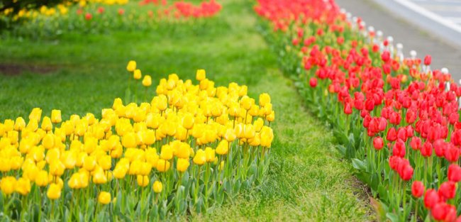 RİZE’DE LALE VAKTİ: 60 BİN LALE TOPRAKLA BULUŞTU