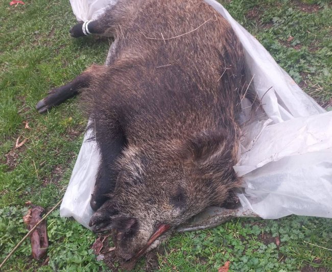 ŞAVŞAT ORMANLARINDA NELER OLUYOR?