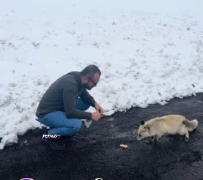 AÇ KALAN TİLKİ İKRAMI KABUL ETTİ