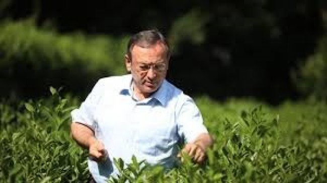 ÇAY SEZONU GECİKECEK