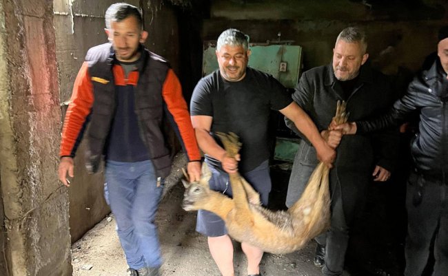 DEREYE DÜŞEN KARACA BELEDİYE EKİPLERİNCE KURTARILDI