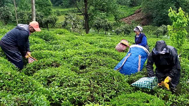 TABAN FİYAT RİZE’DE OLUMLU KARŞILANDI