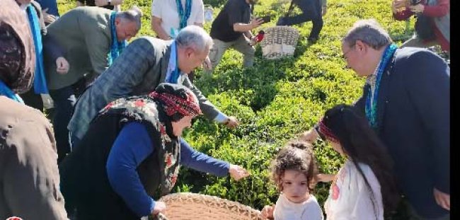 ÇAY SEZON ÖNCESİ HASAT ETKİNLİĞİ