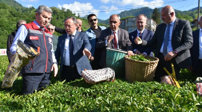 Artvin'de geleneksel çay hasadı başladı