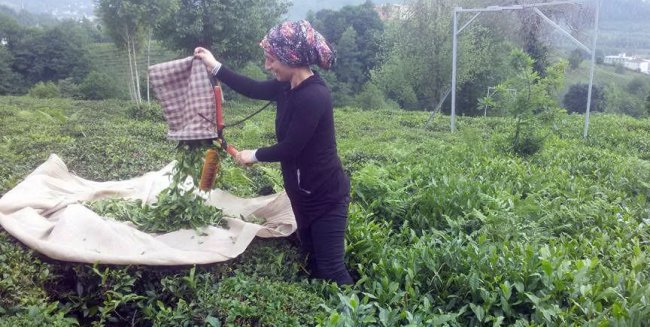 ÇAYKUR 10 GÜNDE 71 BİN TON ÇAY ALDI