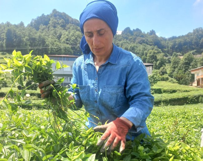 ÇAYKUR KURU ÇAY PAZARI ARIYOR