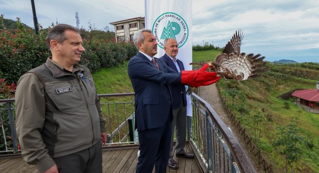 Yaralı Arı Şahinleri Tedavilerinin Ardından Doğaya Salındı
