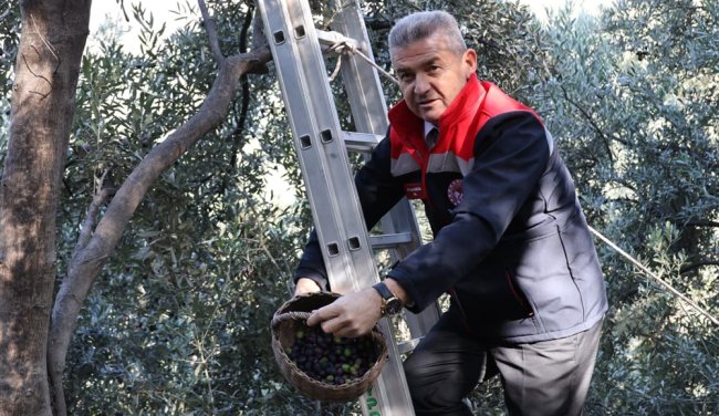 Artvin'de Butko zeytininde 700 ton rekolte bekleniyor